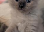 Elliot Sepia Mink - Ragdoll Kitten For Sale - 