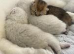 Future Litter - British Shorthair Cat For Sale - Overland&comma; KS&comma; US