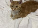 Tigger - Domestic Cat For Adoption - Woodstock&comma; VA&comma; US