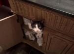 Whisky - Domestic Cat For Adoption - Forest Heights&comma; MD&comma; US