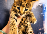 Sweet baby boy Savannah F1 - Savannah Kitten For Sale - Grant Valkaria&comma; FL&comma; US
