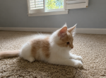 Prince - Maine Coon Kitten For Sale - Johns Creek&comma; GA&comma; US