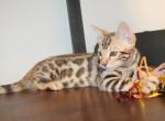 Chance - Bengal Kitten For Sale - Valparaiso&comma; IN&comma; US