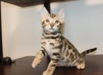 Chance - Bengal Kitten For Sale - 