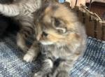 Poly Tanzanite Calico of Dasha - Polydactyl Kitten For Sale - WI&comma; US