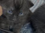 Poly Gypsum of Dasha - Polydactyl Kitten For Sale - WI&comma; US