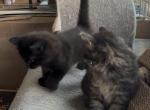Poly Onxy of Opal - Polydactyl Kitten For Sale - WI&comma; US