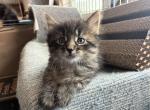 Flint of Opal - Maine Coon Kitten For Sale - WI&comma; US
