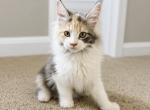 Paisley - Maine Coon Kitten For Sale - Johns Creek&comma; GA&comma; US