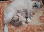 Ragdoll Kittens - Ragdoll Kitten For Sale - Delano&comma; CA&comma; US