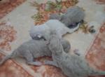 Ragdoll Kittens - Ragdoll Kitten For Sale - Delano&comma; CA&comma; US