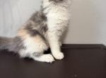 Paisley - Maine Coon Kitten For Sale - 