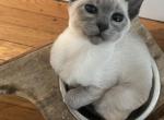 Bubbles - Siamese Kitten For Sale - Ansonia&comma; CT&comma; US