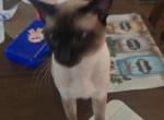 Gigantor - Siamese Kitten For Sale - 