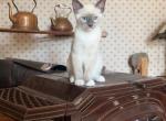 Last male kitten - Siamese Kitten For Sale - Evansville&comma; WI&comma; US