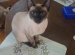 Butch - Siamese Kitten For Sale - 