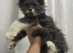 Girl 1 - Maine Coon Kitten For Sale - Elk Grove&comma; CA&comma; US