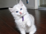 Purple - Ragdoll Kitten For Sale - 