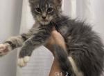 Girl 2 - Maine Coon Kitten For Sale - Elk Grove&comma; CA&comma; US