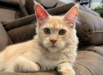 Maui Female - Maine Coon Kitten For Sale - 