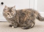 Piper - Maine Coon Kitten For Sale - Johns Creek&comma; GA&comma; US