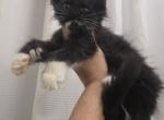 Girl 3 Polydactyl - Maine Coon Kitten For Sale - Elk Grove&comma; CA&comma; US