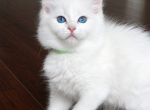 Green - Ragdoll Kitten For Sale - 