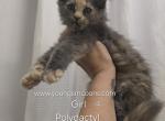 Girl 4 Polydactyl - Maine Coon Kitten For Sale - Elk Grove&comma; CA&comma; US