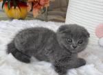 Scottish fold blue color - Scottish Fold Kitten For Sale - Davenport&comma; FL&comma; US