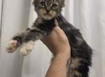 Girl 5 - Maine Coon Kitten For Sale - Elk Grove&comma; CA&comma; US