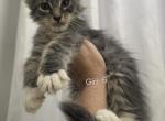 Girl 6 - Maine Coon Kitten For Sale - Elk Grove&comma; CA&comma; US