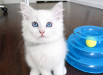 Gray - Ragdoll Kitten For Sale - 