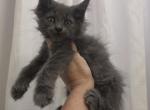 Boy 1 Polydactyl - Maine Coon Kitten For Sale - Elk Grove&comma; CA&comma; US