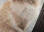 Persian Himalayan - Himalayan Cat For Sale - Valley Stream&comma; NY&comma; US