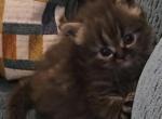 Batman - Persian Kitten For Sale - NJ&comma; US