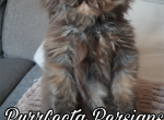 Cfa tortie female persian kitten - Persian Kitten For Sale - Woodburn&comma; IN&comma; US