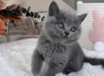 Scottish Straight lovely girl kitten - Scottish Straight Kitten For Sale - Davenport&comma; FL&comma; US