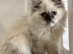 Crystal - Himalayan Kitten For Sale - 