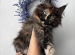 Imani - Maine Coon Kitten For Sale - St&period; Louis&comma; MO&comma; US