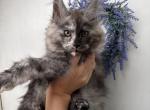 Iliana - Maine Coon Kitten For Sale - 