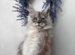 Isle - Maine Coon Kitten For Sale - 