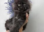 Ivan - Maine Coon Kitten For Sale - 