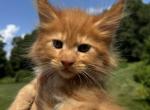 Red Maine coons - Maine Coon Kitten For Sale - Springfield&comma; MA&comma; US
