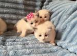 Isabel and Bradley kittens - Ragdoll Kitten For Sale - Evansville&comma; WI&comma; US