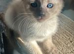 Zz - Siamese Kitten For Sale - Catasauqua&comma; PA&comma; US