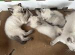 Boys 1 - Siamese Kitten For Sale - 