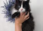 Jasper - Maine Coon Kitten For Sale - St&period; Louis&comma; MO&comma; US