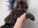 Jethro - Maine Coon Kitten For Sale - St&period; Louis&comma; MO&comma; US