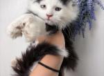 Juno - Maine Coon Kitten For Sale - St&period; Louis&comma; MO&comma; US