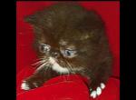 Exotic Short Hair and Exotic Long Hair - Exotic Kitten For Sale - 